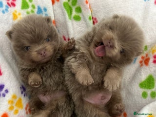Pomeranian dogs RARE LILAC POMERANIANS - Advert 4