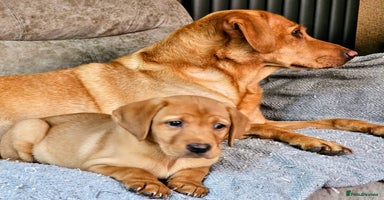 Labrador Retriever dogs - Advert 4