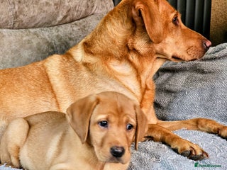 Labrador Retriever dogs - Advert 16