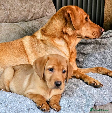 Labrador Retriever dogs - Advert 3