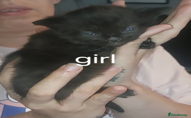 Domestic Shorthair cats - Advert 15