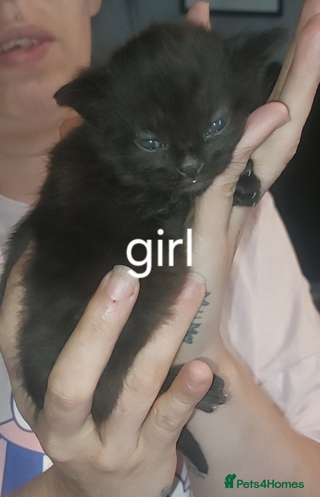 Domestic Shorthair cats for sale: Black female kitten  - Image 1
