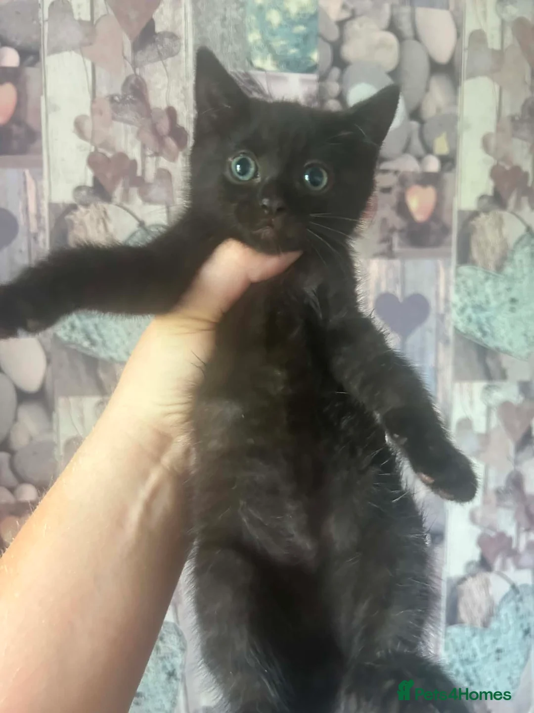 Mixed Breed cats for sale: Beautiful little kittens  - Advert 2