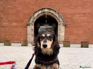 Miniature Dachshund dogs KC Registered - Health Tested - Proven Stud Dog 🏅 - Advert 5