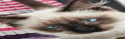 Ragdoll cats for sale: Purebred ragdoll  - Advert 5