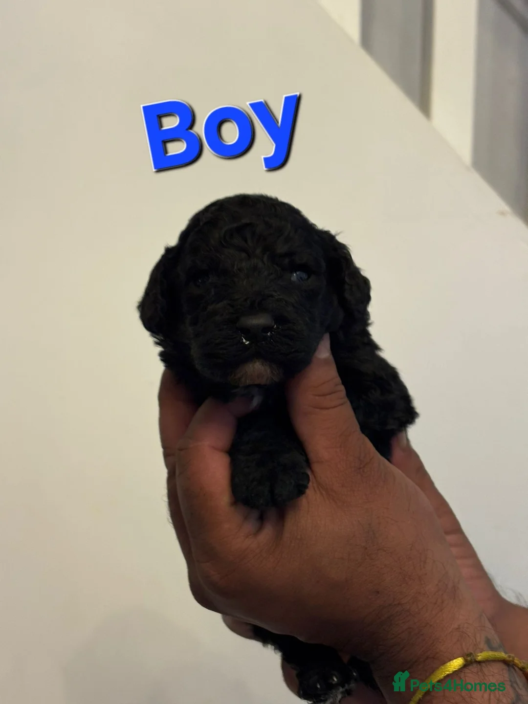 Cockapoo dogs for sale: Cockapoo Puppies in Oldbury - Advert 2