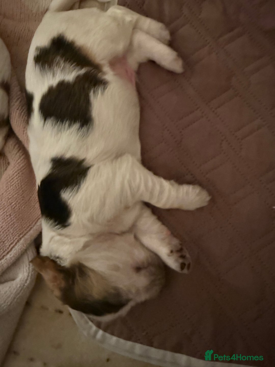 Cocker Spaniel dogs for sale: Stunning Show Cocker Spaniel litter  - Advert 11