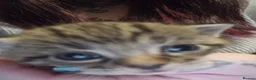 Mixed Breed cats for sale: 2 little kittens ready today in Coventry - Advert 5