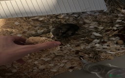 Hamster rodents for sale: Russian Dwarf Hamster (including cage,etc) - Image 3