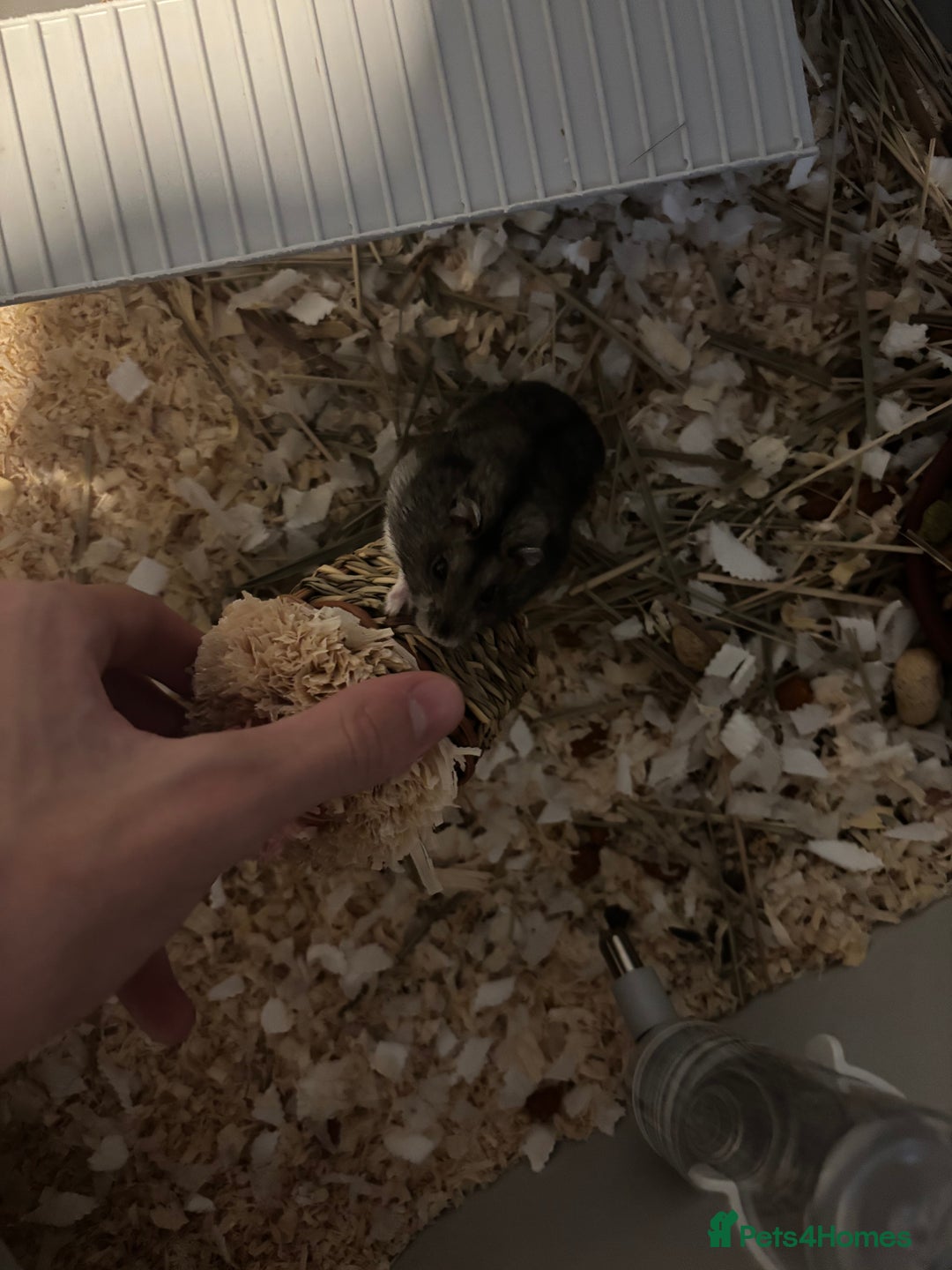 Hamster rodents for sale: Russian Dwarf Hamster (including cage,etc) - Image 3
