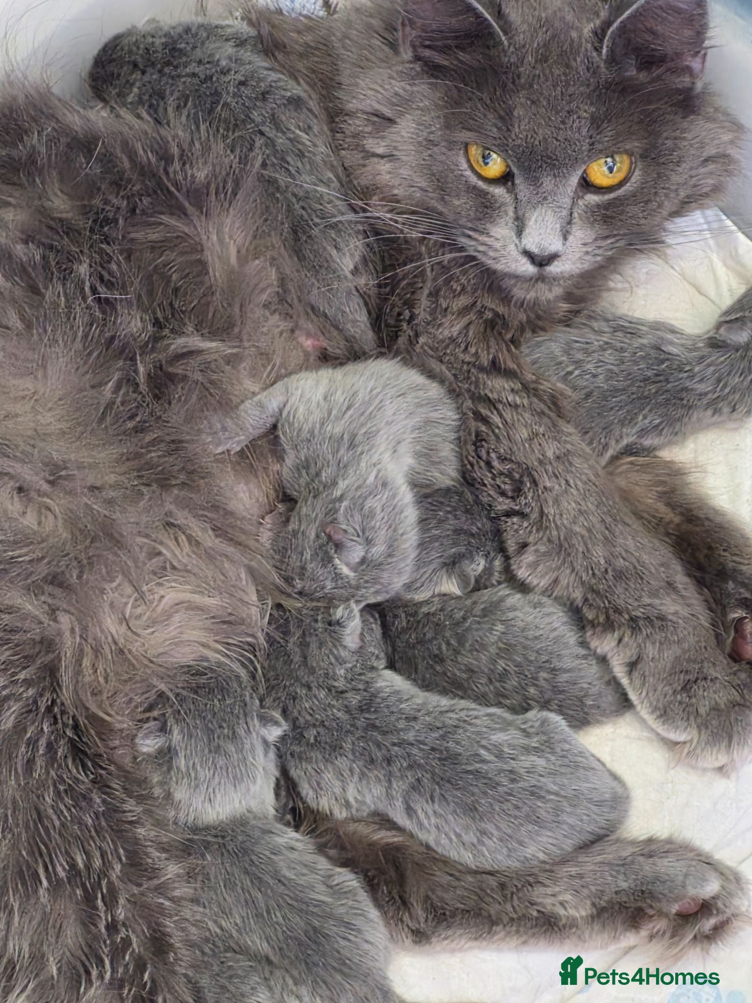 British Shorthair cats British shorthair/longhair - Advert 1