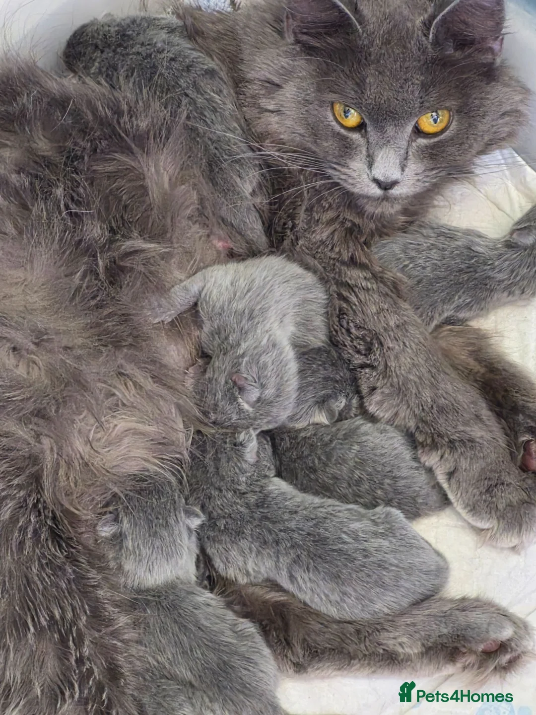British Shorthair cats for sale: British shorthair/longhair - Advert 1
