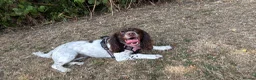 English Springer Spaniel dogs for sale: Luna  - Advert 3