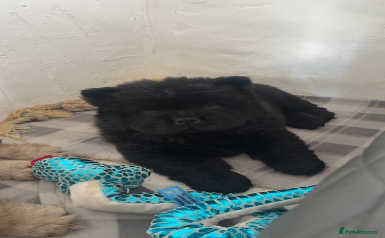 Chow Chow dogs - Advert 3