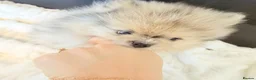 Pomeranian dogs for sale: Beautiful Pomeranian  - Advert 5