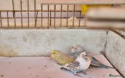 Budgerigars birds for sale: Baby budgie  for sale  - Image 2