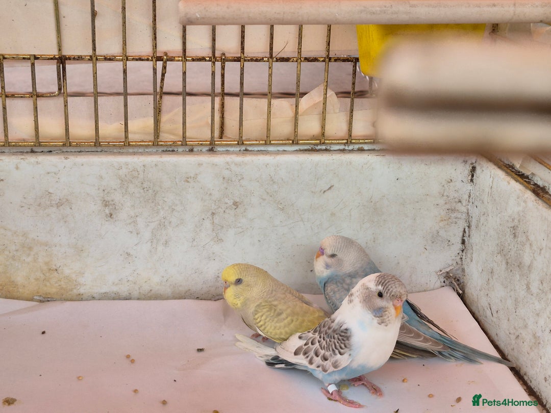 Budgerigars birds for sale: Baby budgie  for sale  - Image 2