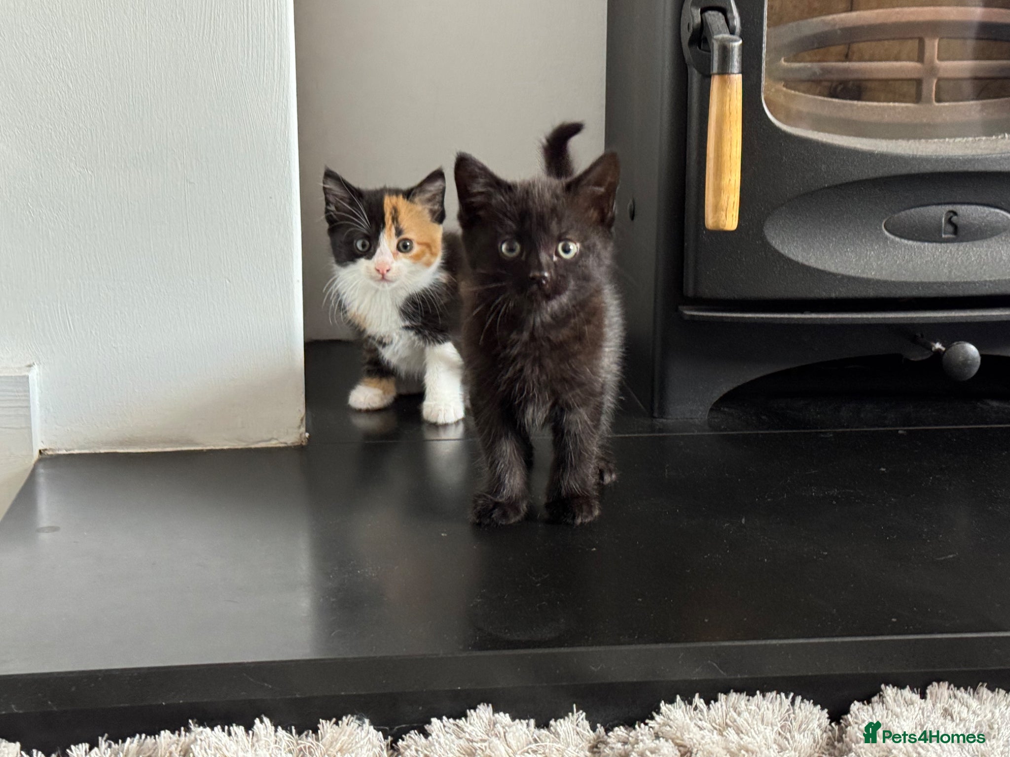 Persian cats for sale: Kittens ready to go  - Advert 4