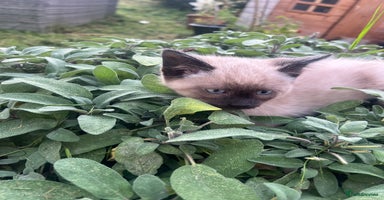 Siamese cats - Advert 14