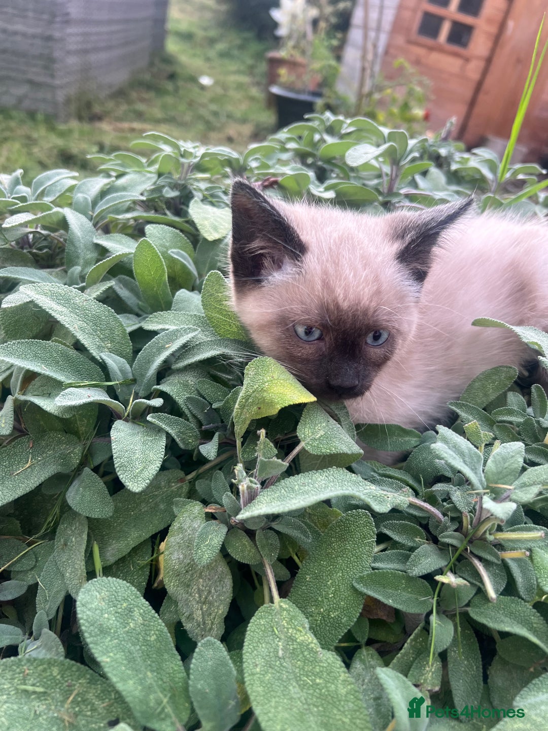Siamese cats for sale: Siamese X Ragdoll  - Image 3