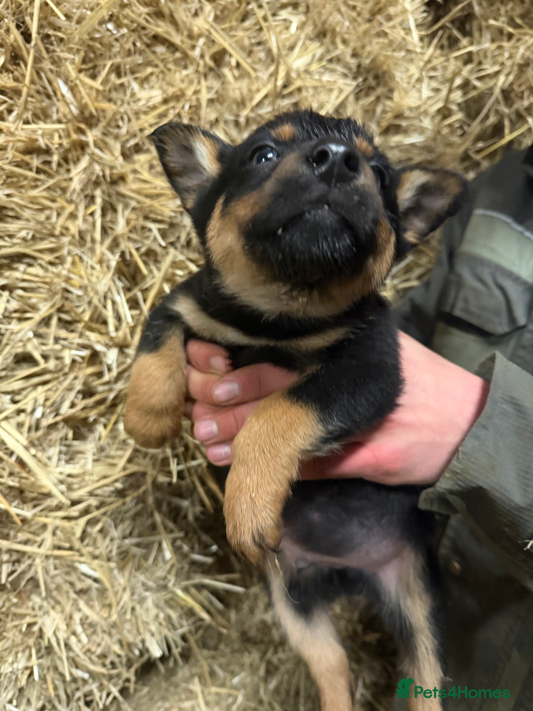 Mixed Breed dogs for sale: kelpie/blue heelers - Advert 35
