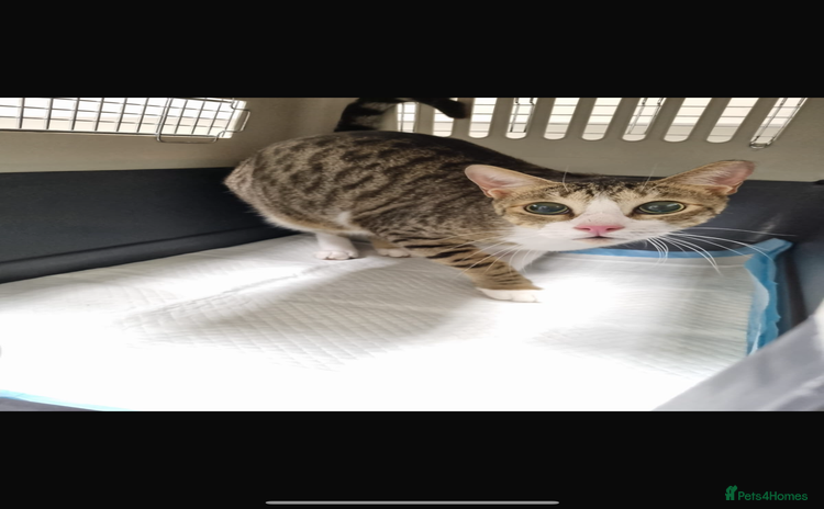 Arabian Mau cats - Advert 11