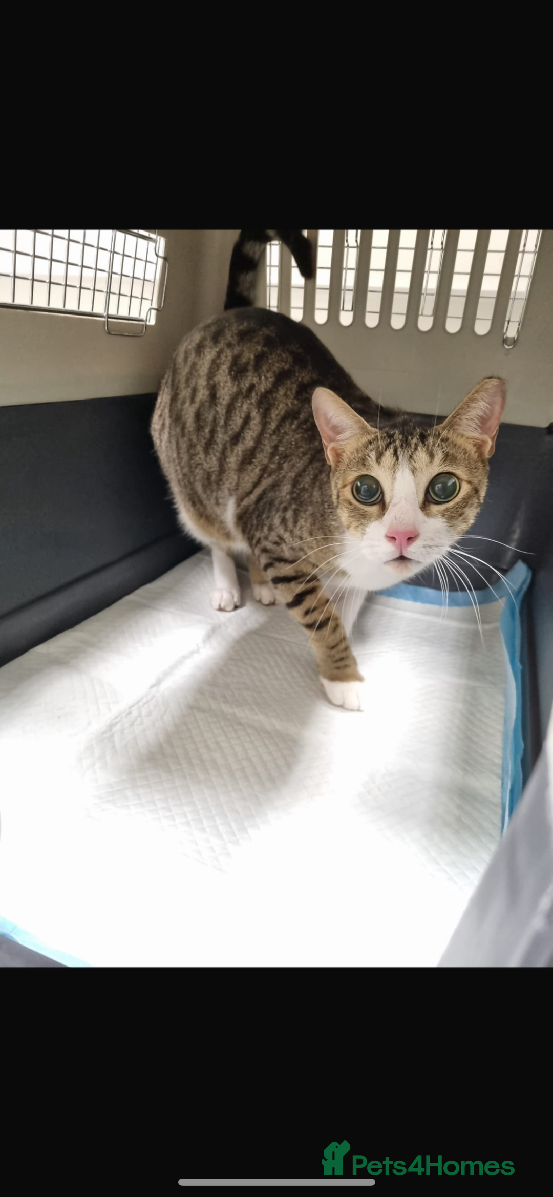 Arabian Mau cats for adoption: Gary boy  - Image 1