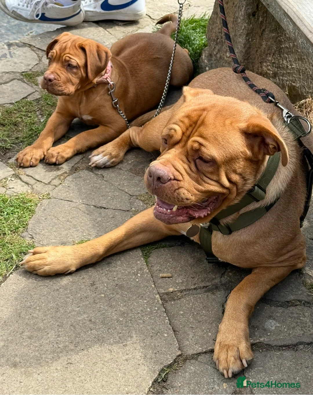 Dogue De Bordeaux dogs for sale: Dogue de bordeux puppies  in Gloucester - Advert 2
