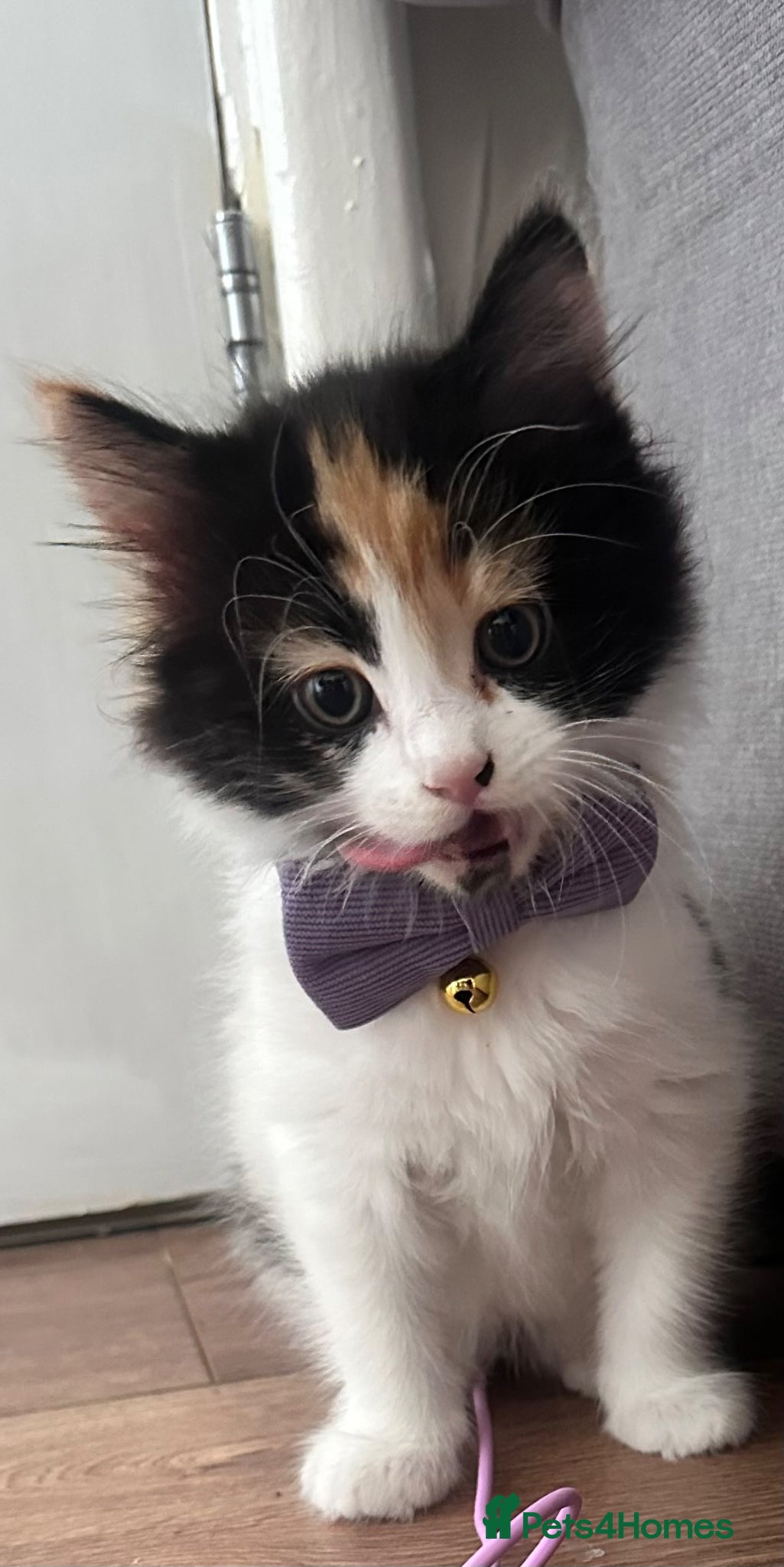Mixed Breed cats Beautiful 8week old kittens  - Advert 2