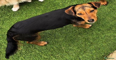 Jack Russell dogs - Advert 3
