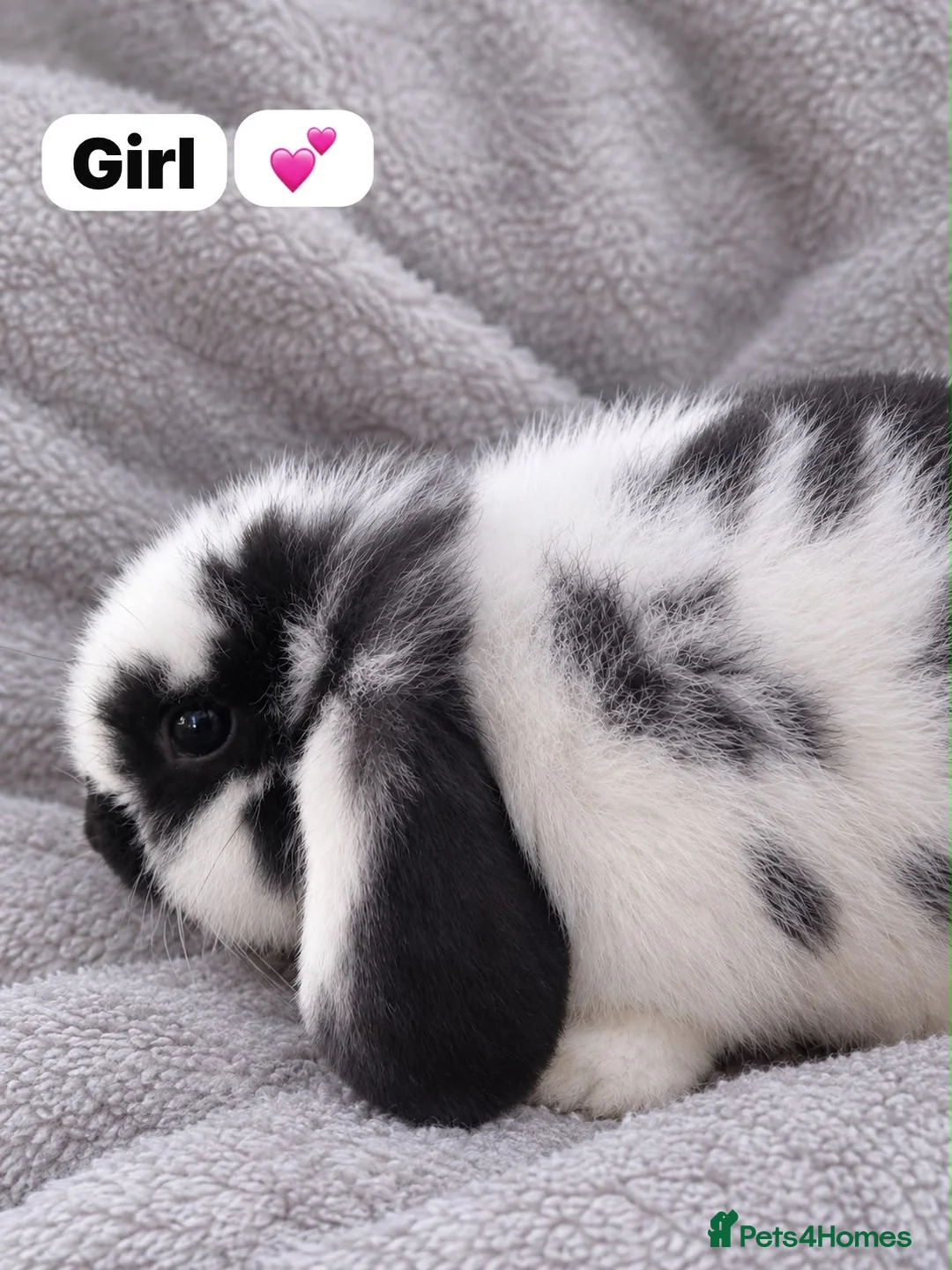 Mini Lop rabbits for sale: Beautiful Baby Mini Lop Rabbits  in Nottingham - Advert 2