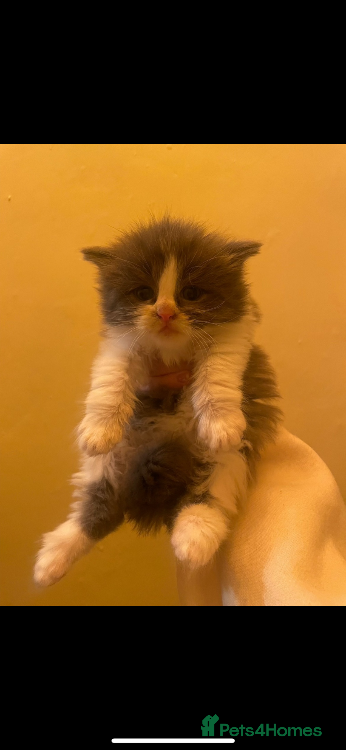 Maine Coon cats 💓Beautiful Mainecoon/Ragdoll Mix Kittens💓 - Advert 11