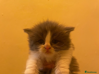 Maine Coon cats 💓Beautiful Mainecoon/Ragdoll Mix Kittens💓 - Advert 2