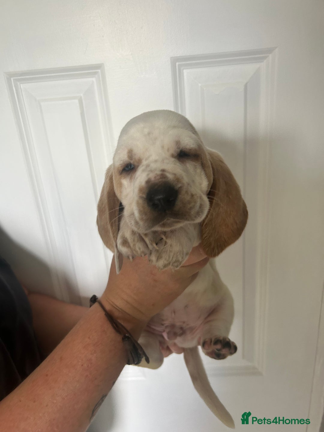 Basset Hound dogs for sale: Lemon and white basset pups - Image 5