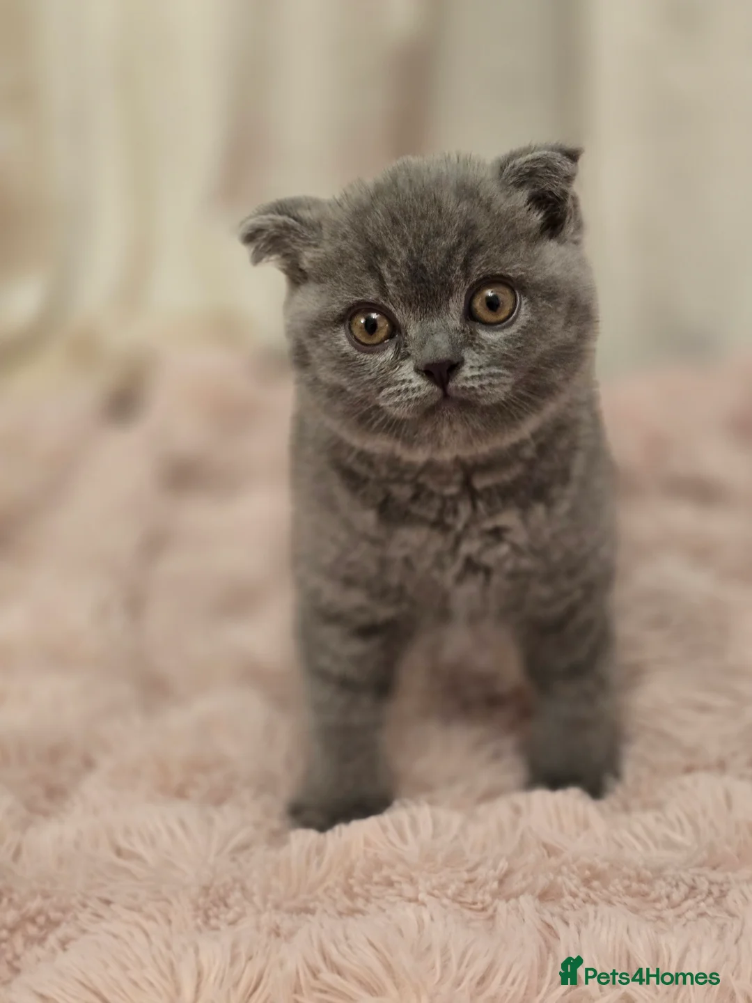 British Shorthair cats for sale: Bsh last male in Sheerness - Advert 5