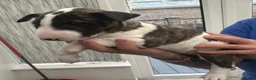 English Bull Terrier dogs for sale: Stunning English bull terrier puppies  - Advert 24