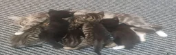 British Shorthair cats for sale: A beautiful litter of 5 kittens British Shorthair - Advert 3