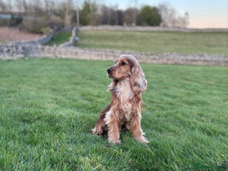 Cocker Spaniel dogs in Penrith - Advert 1