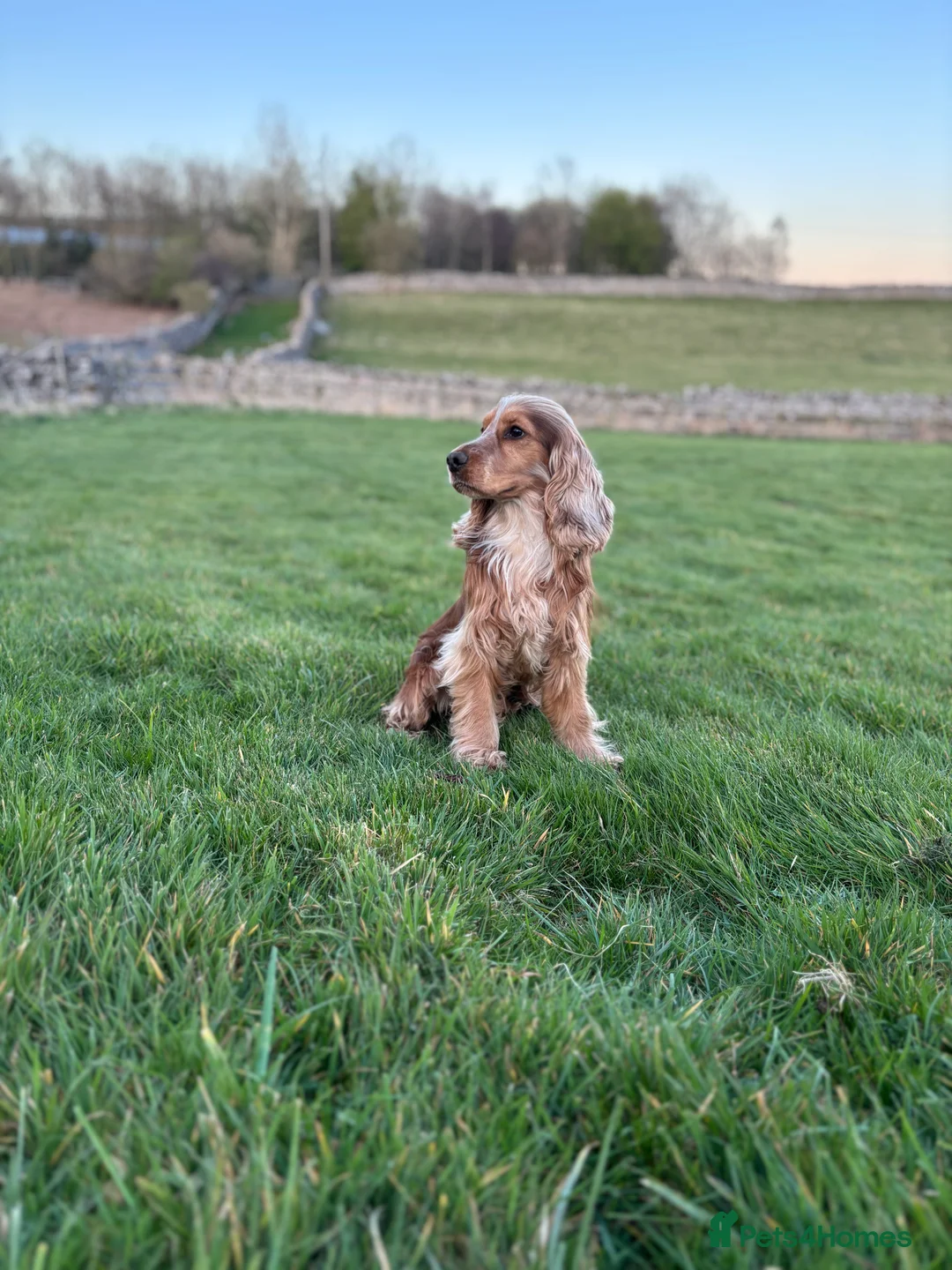 Cocker Spaniel dogs for stud: Fantastic Health tested Cocker Spainel  in Penrith - Advert 1