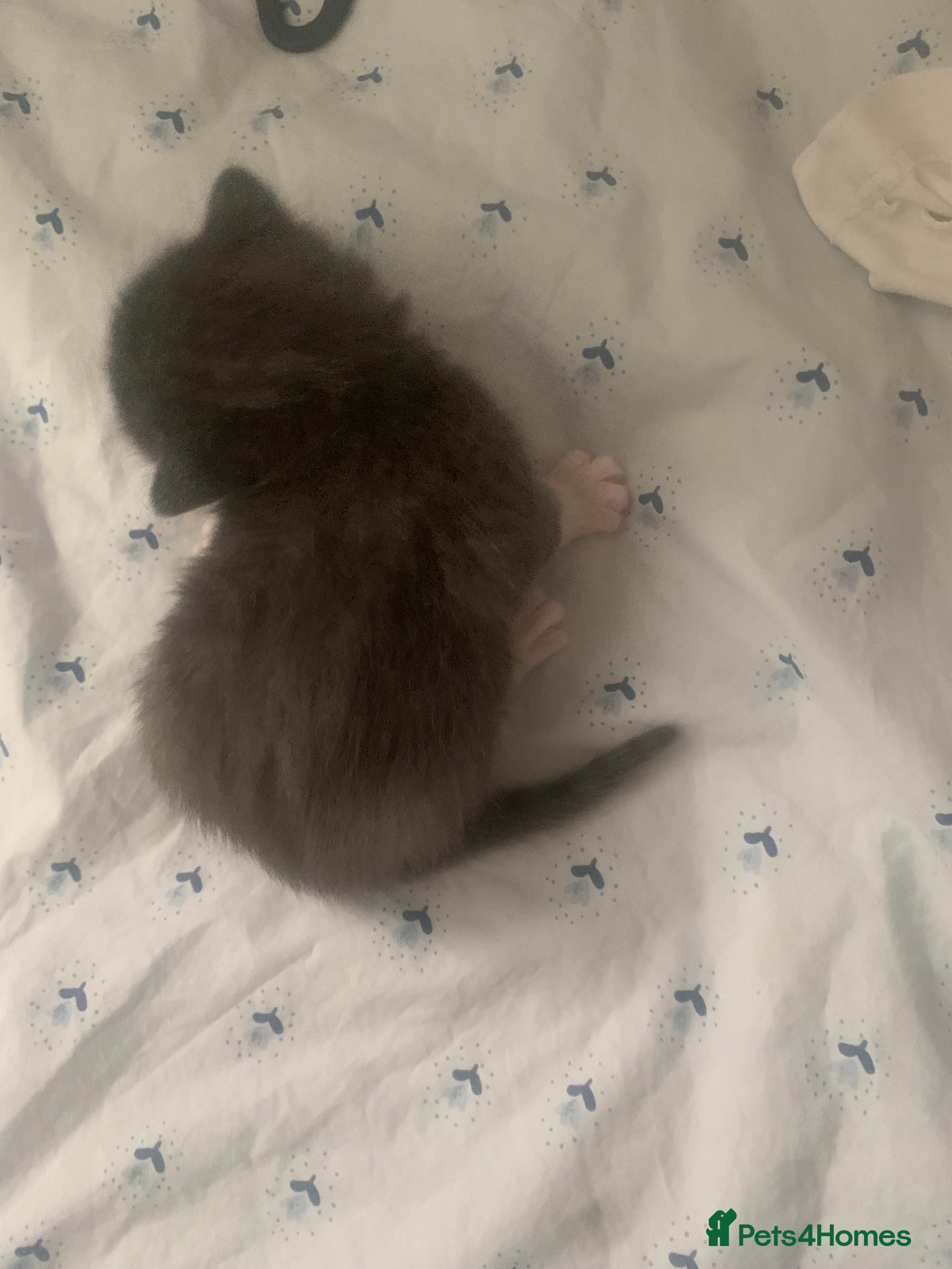 Mixed Breed cats 4 beautiful kittens for sale - Advert 2