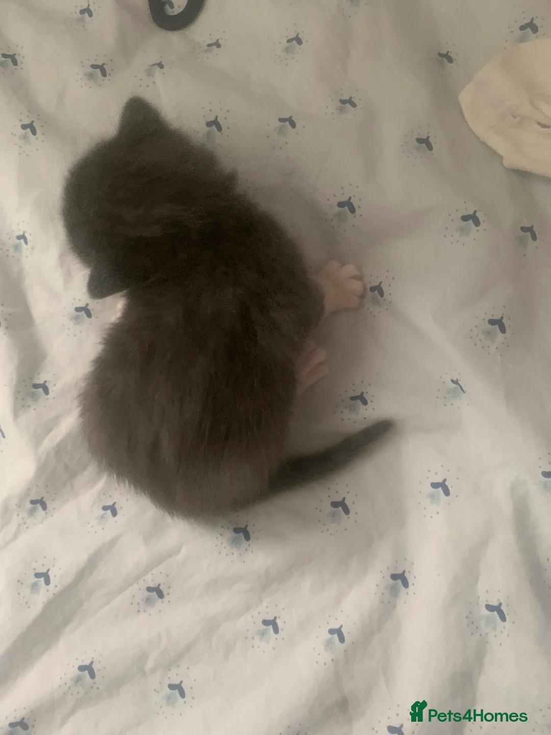 Mixed Breed cats for sale: 4 beautiful kittens for sale - Advert 1