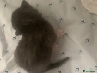 Mixed Breed cats 4 beautiful kittens for sale - Advert 2