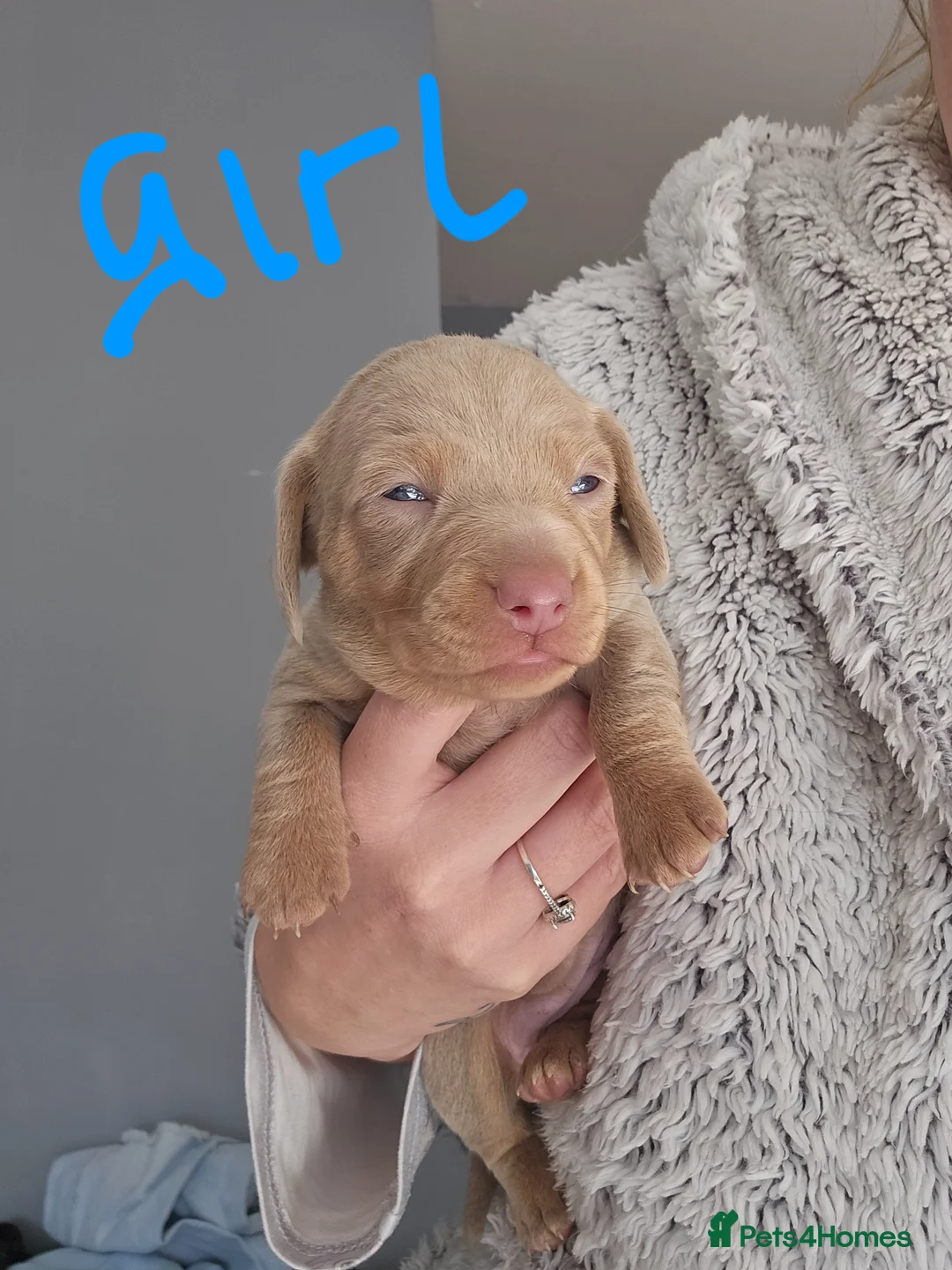 Dachshund dogs for sale: Beautiful puppies for sale in Kidderminster - Advert 2