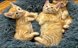 Mixed Breed cats for sale: GORGEOUS KITTENS  - Advert 10