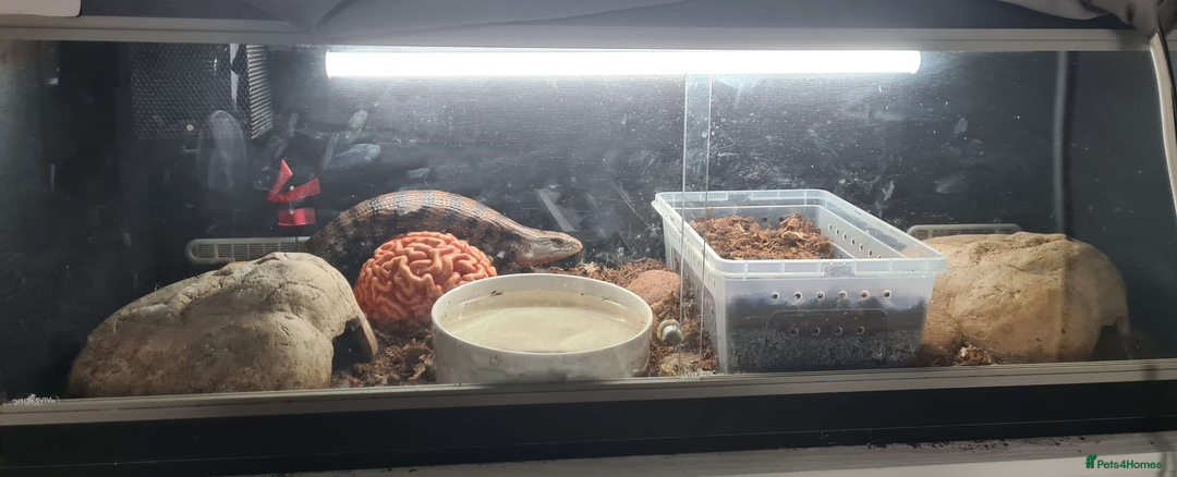 Skink reptiles for sale: Blue Tongue Skink with/without enclosure - Image 3