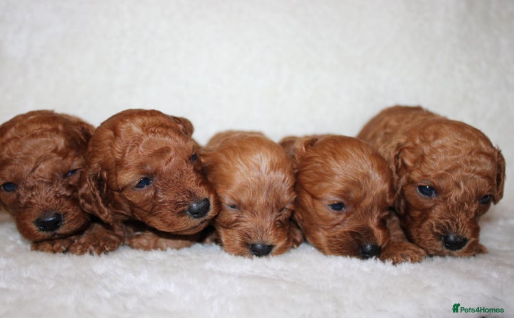 Cavapoo dogs - Advert 8