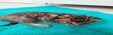 Bengal Kitten 1