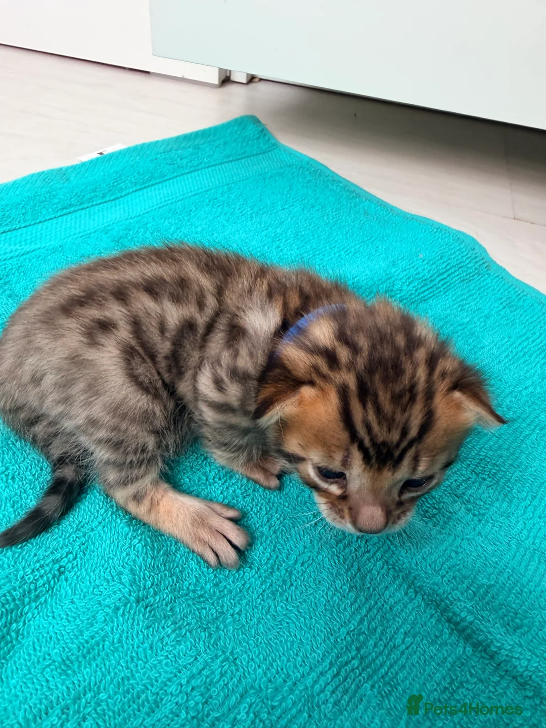 Bengal cats for sale: Bengal kittens  - Advert 13