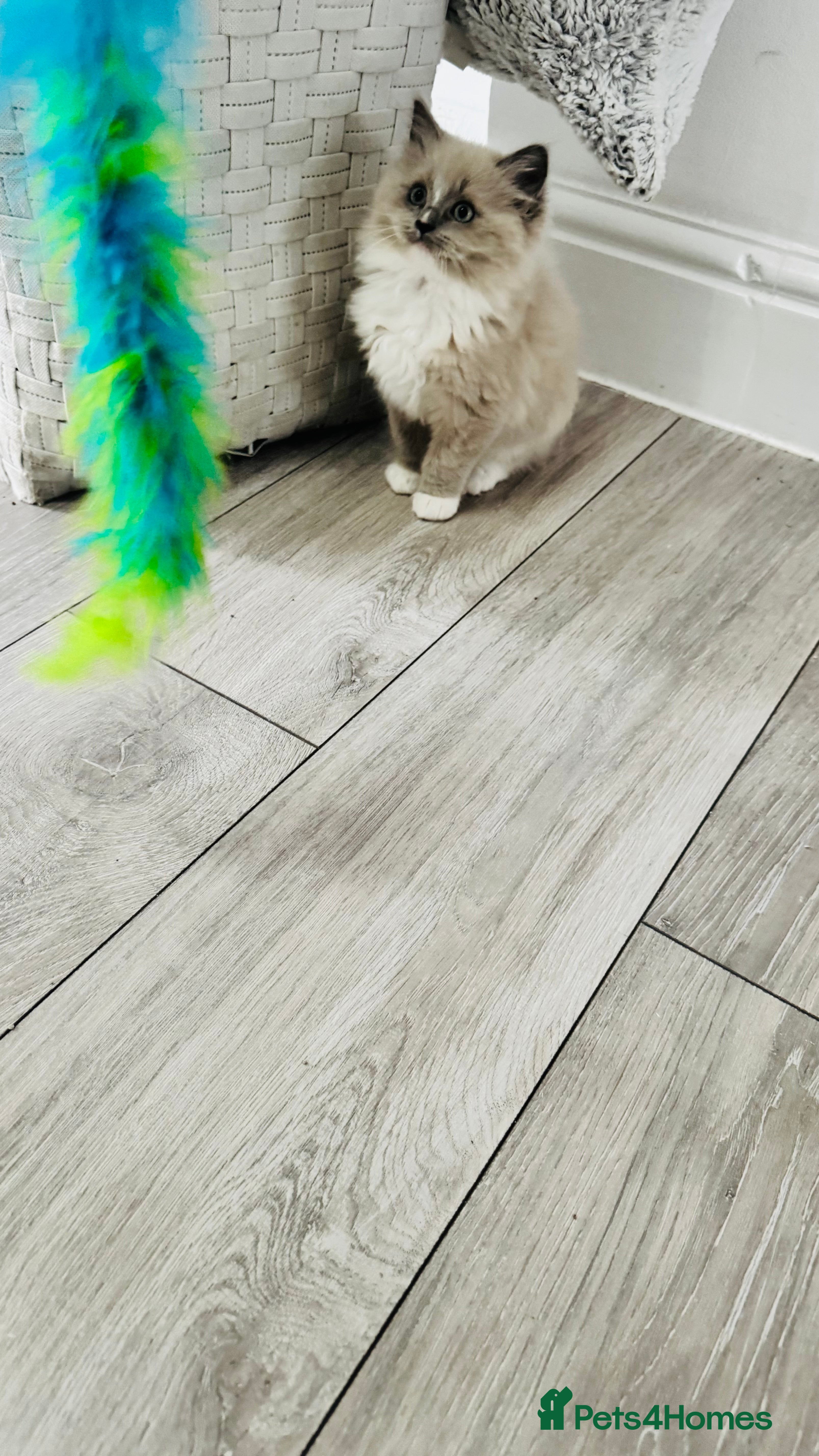 Ragdoll cats 100% Pure Mink and Blue Point Ragdoll Kittens  - Advert 12