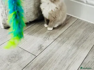 Ragdoll cats 100% Pure Mink and Blue Point Ragdoll Kittens - Advert 12